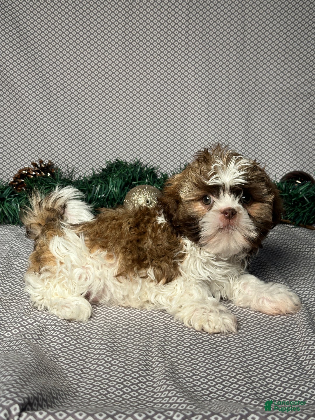 Shih Tzu dogs for sale: Cole - Ad 5