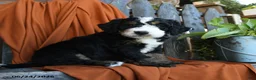 Bernedoodle dogs for sale: Quest - Ad 4