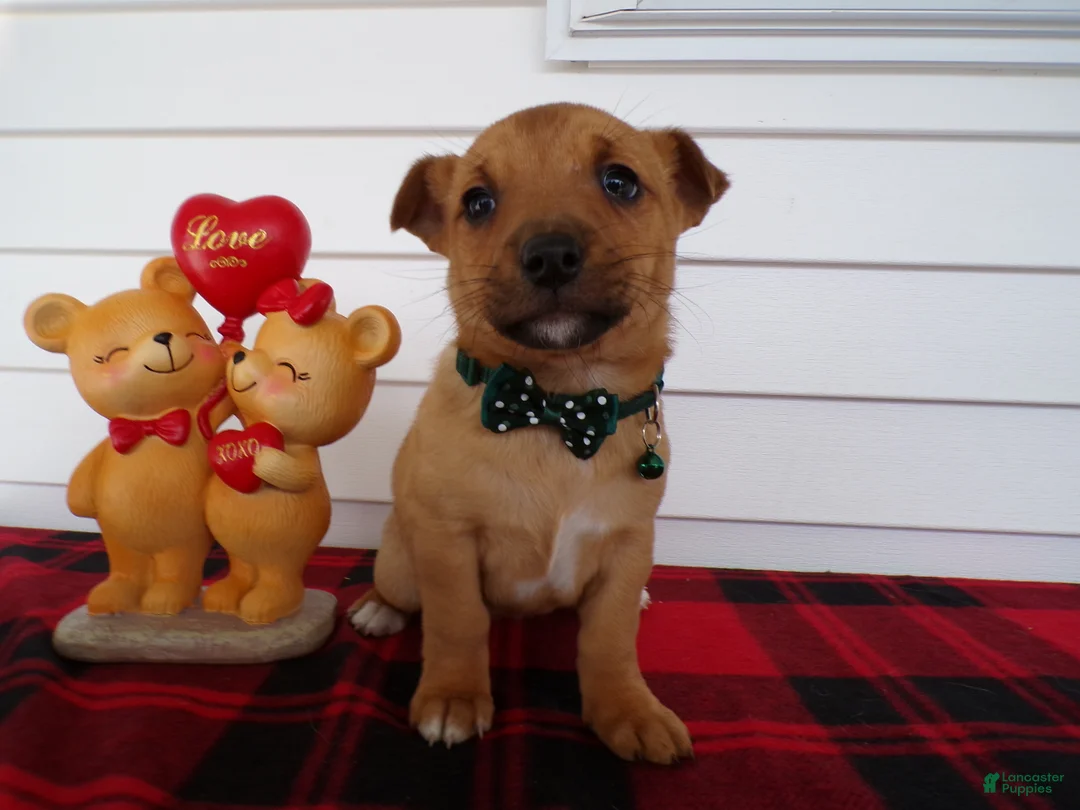 Jack Russell Terrier dogs for sale: Jack Russell Terrier Puppy 3 Fresca - Ad 3