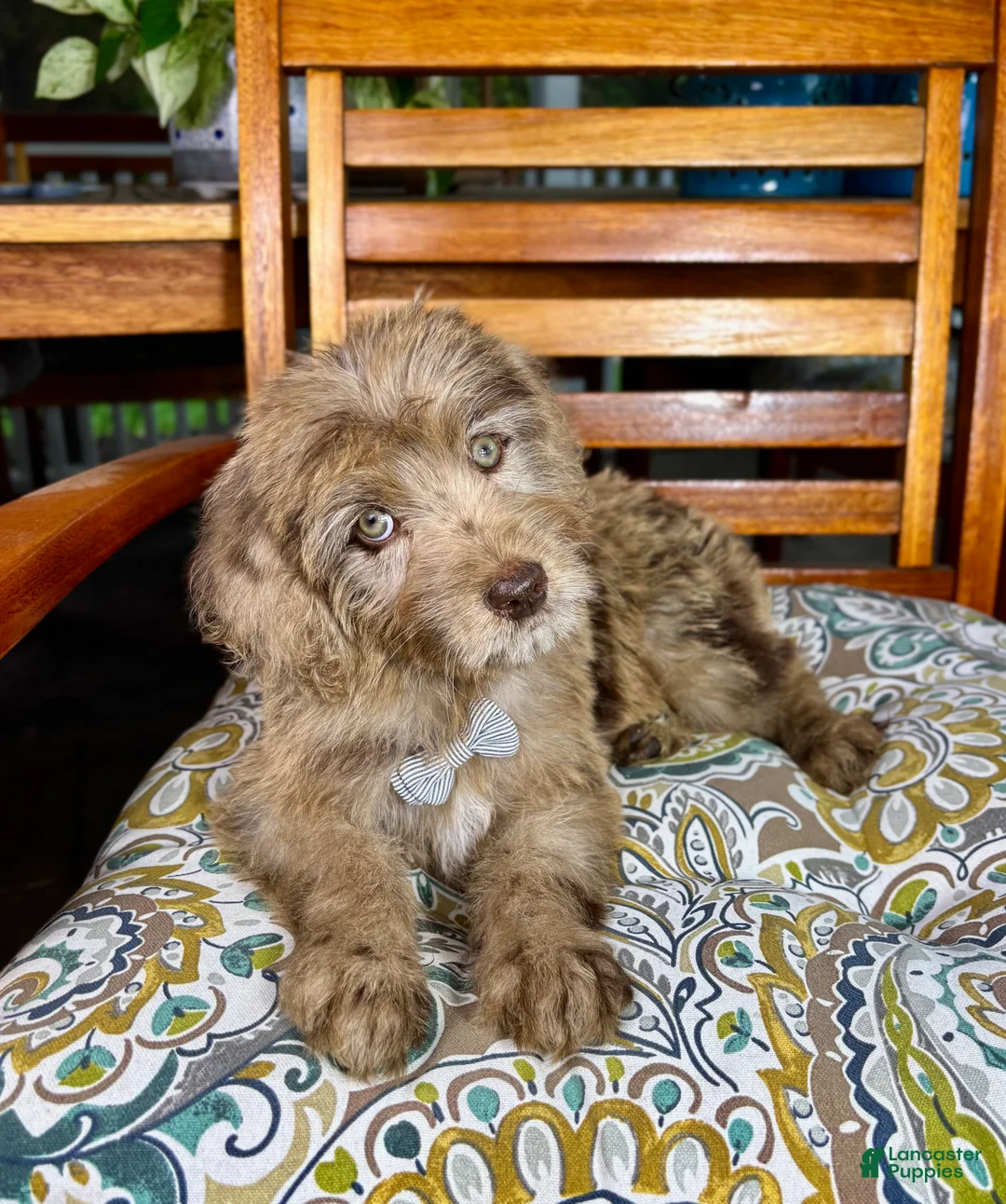 Labradoodle dogs for sale:  Reese  - Ad 2