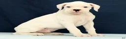 Boxer dogs for sale: Jasper - Ad 5