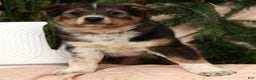 Australian Shepherd dogs for sale: Willow - Ad 7