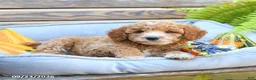Cavapoo dogs for sale: Warrior - Ad 4