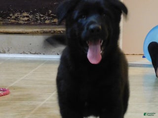 German Shepherd dogs Arrow - Ad 10