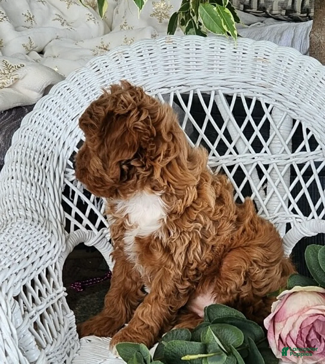 Cavapoo dogs for sale: Gem - Ad 5
