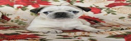 Pug dogs for sale: Crystal - Ad 2