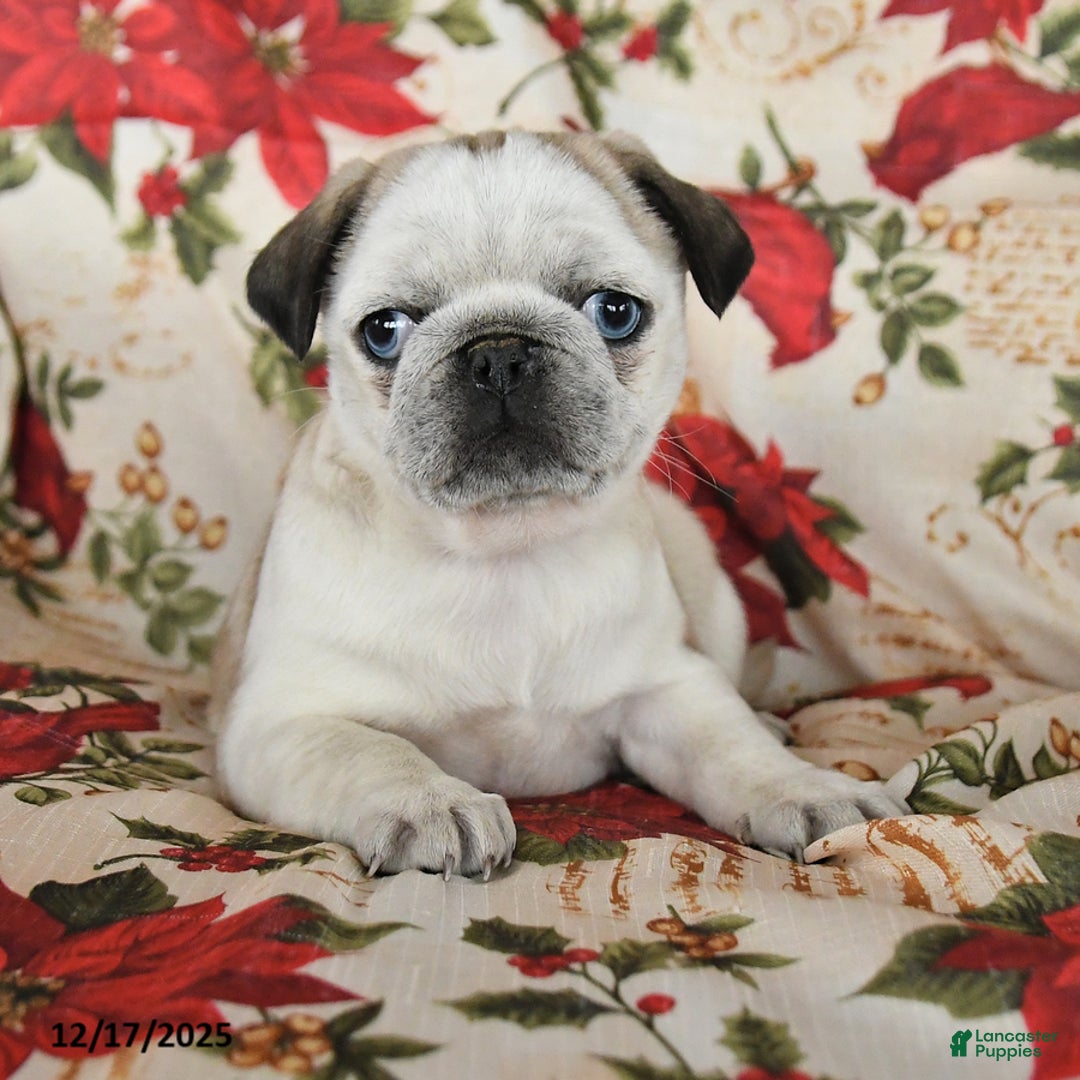 Pug dogs for sale: Crystal - Ad 2