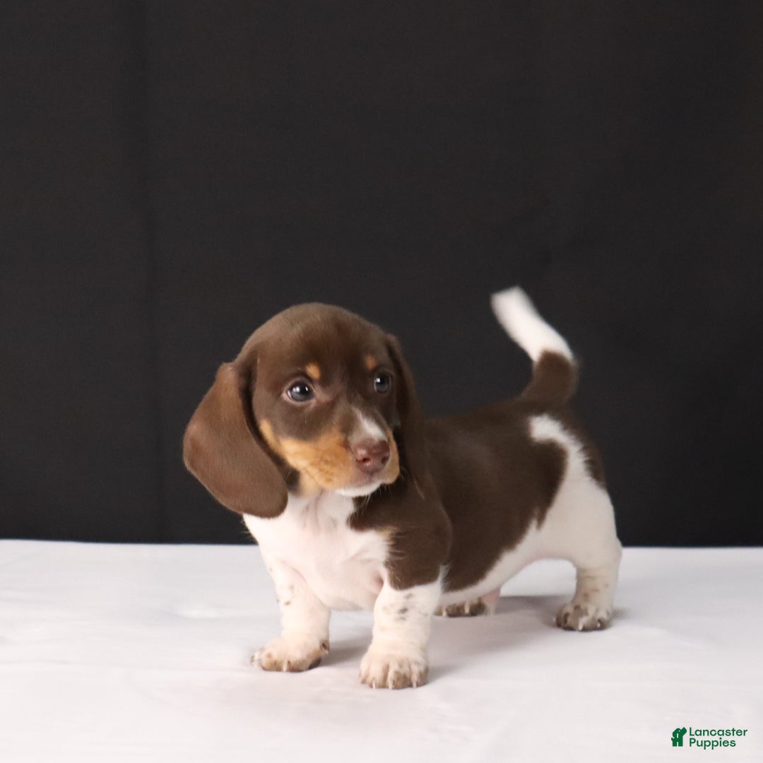 Dachshund dogs for sale: Pete - Ad 5