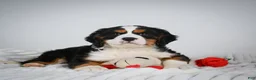 Miniature Bernese Mountain Dog dogs for sale: Max - Ad 7