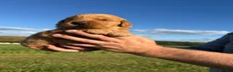 Golden Retriever dogs for sale: Charlie  - Ad 6