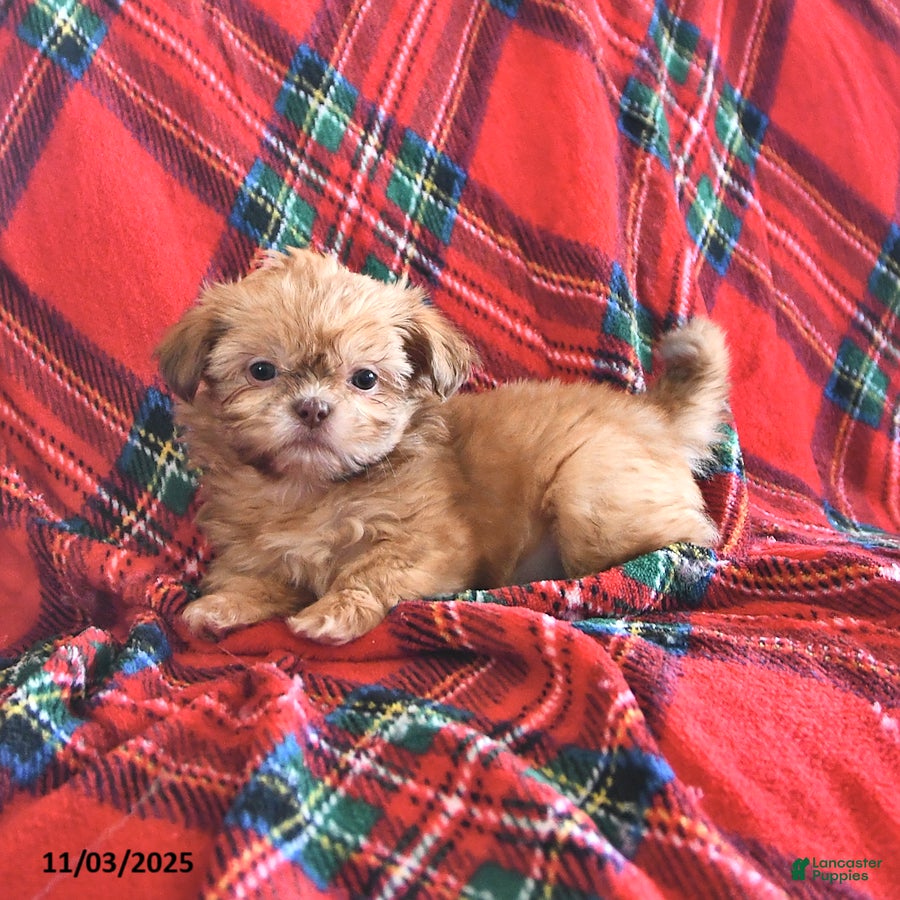 Teddy Bear dogs Ricky   - Ad 8