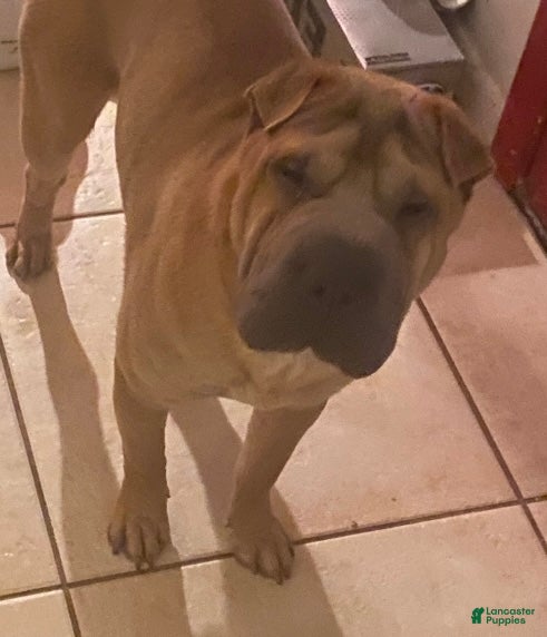 Baloo IX 