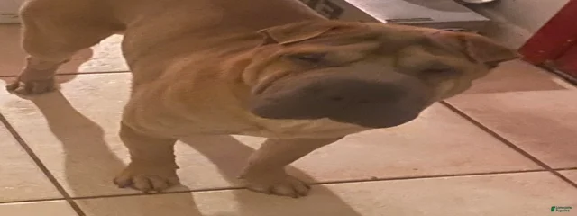 Baloo IX 