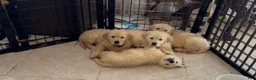 Golden Retriever dogs for sale: Violet - Ad 5