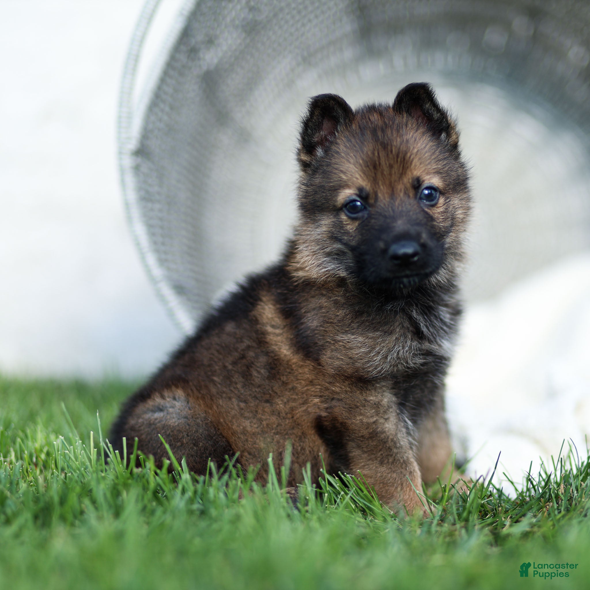 German Shepherd dogs Fisher German Shepherd  - Ad 1