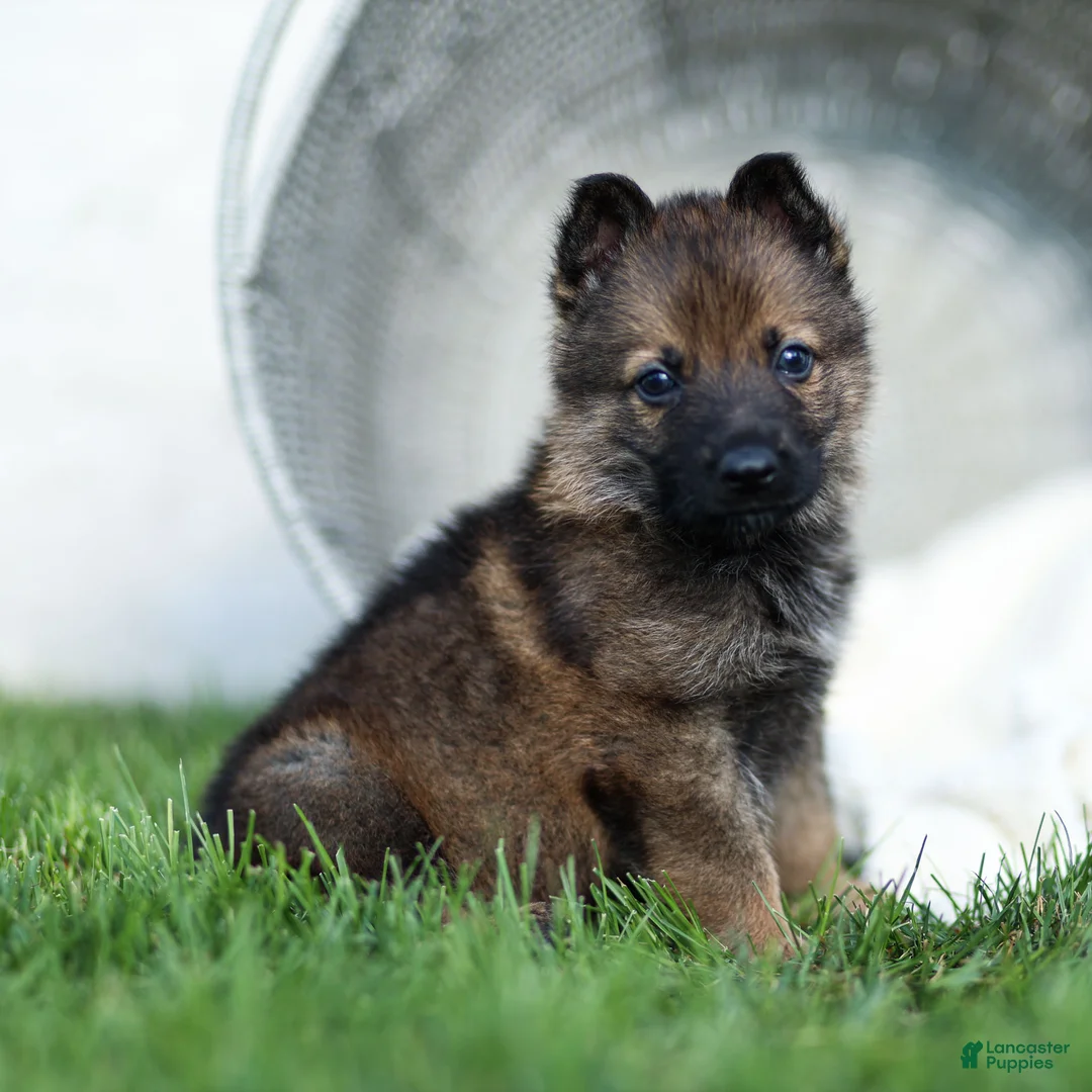 German Shepherd dogs for sale: Fisher German Shepherd  - Ad 1