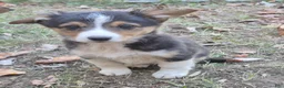 American Corgi dogs for sale: Remi  - Ad 3
