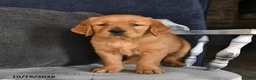 Golden Retriever dogs for sale: Ava  - Ad 2