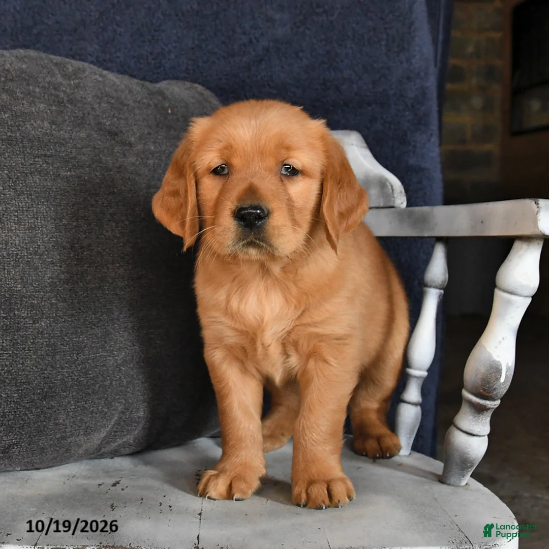 Golden Retriever dogs for sale: Ava  - Ad 2