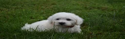 Bichon Frise dogs for sale: Tucker 🦴 - Ad 6
