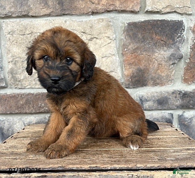 Whoodle dogs Myra - Ad 2