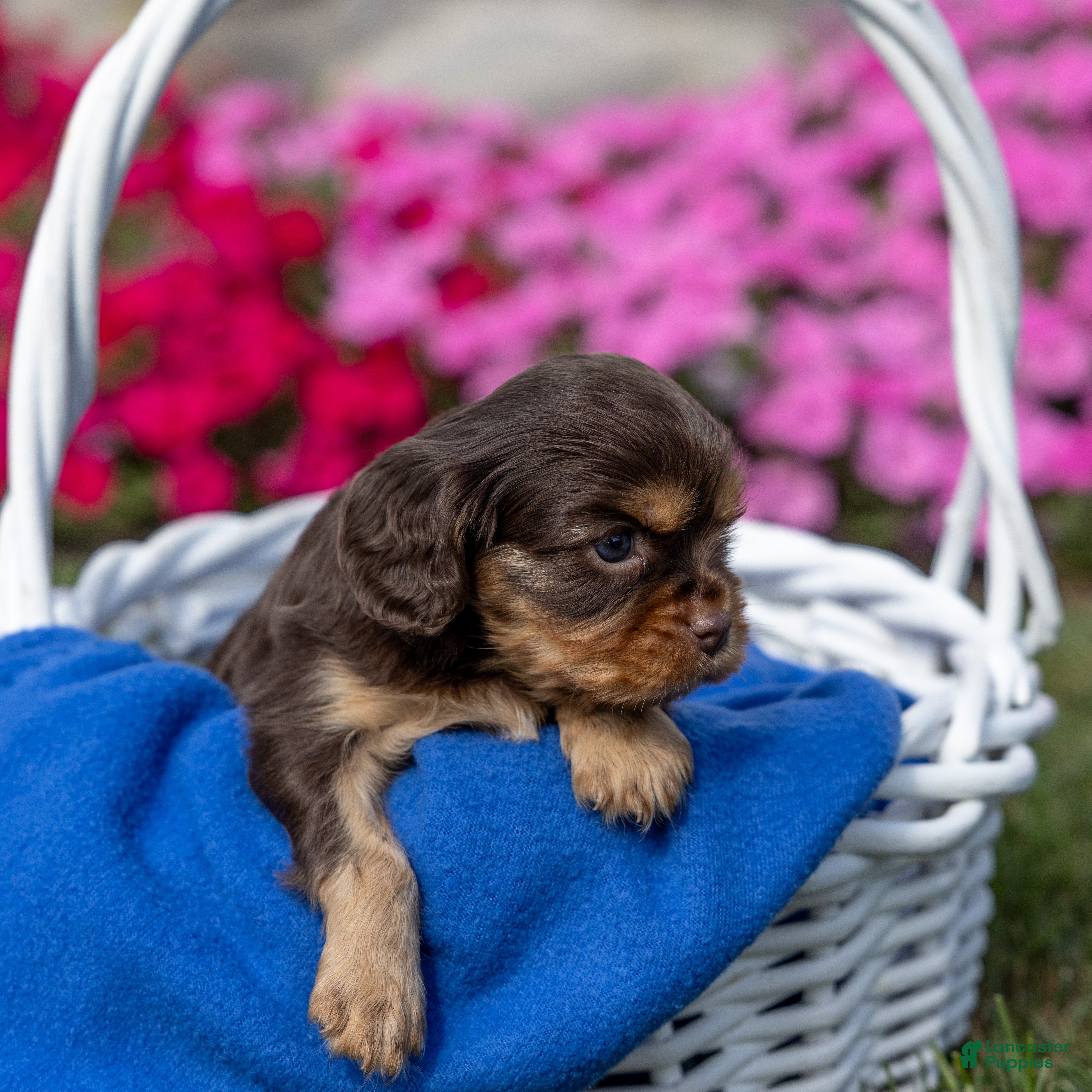Cavalier King Charles Spaniel dogs Milo - Ad 1