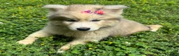 Siberian Husky dogs for sale: ROMANiA - Ad 25
