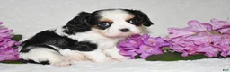 Cavalier King Charles Spaniel dogs for sale: Sammy - Ad 3
