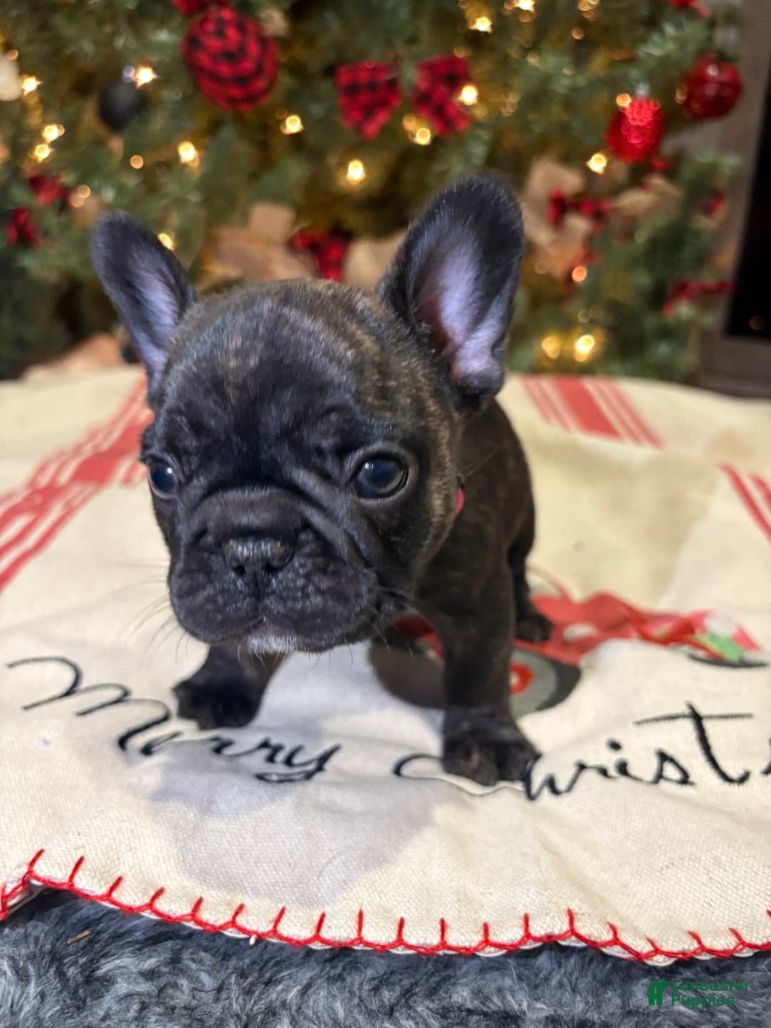 French Bulldog dogs for sale: French Bulldog Puppy 2 female (pink collar) - Ad 5