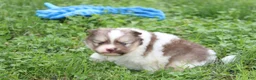Pomeranian dogs for sale: Bentley  - Ad 9