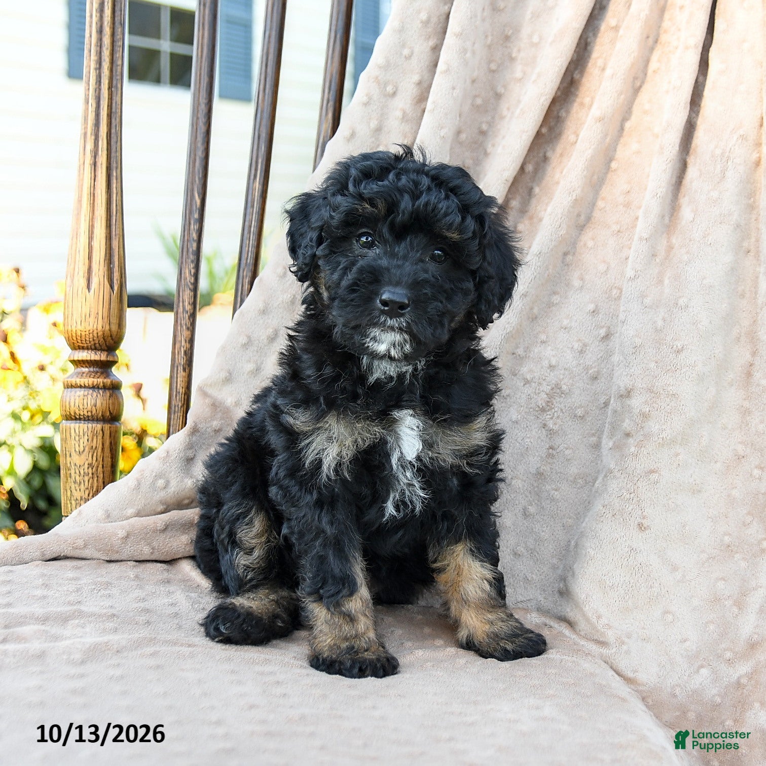 Mini Bernedoodle dogs for sale: Hunter - Ad 1
