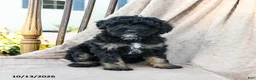 Mini Bernedoodle dogs for sale: Hunter - Ad 3