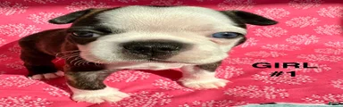 Boston Terrier Puppy 3