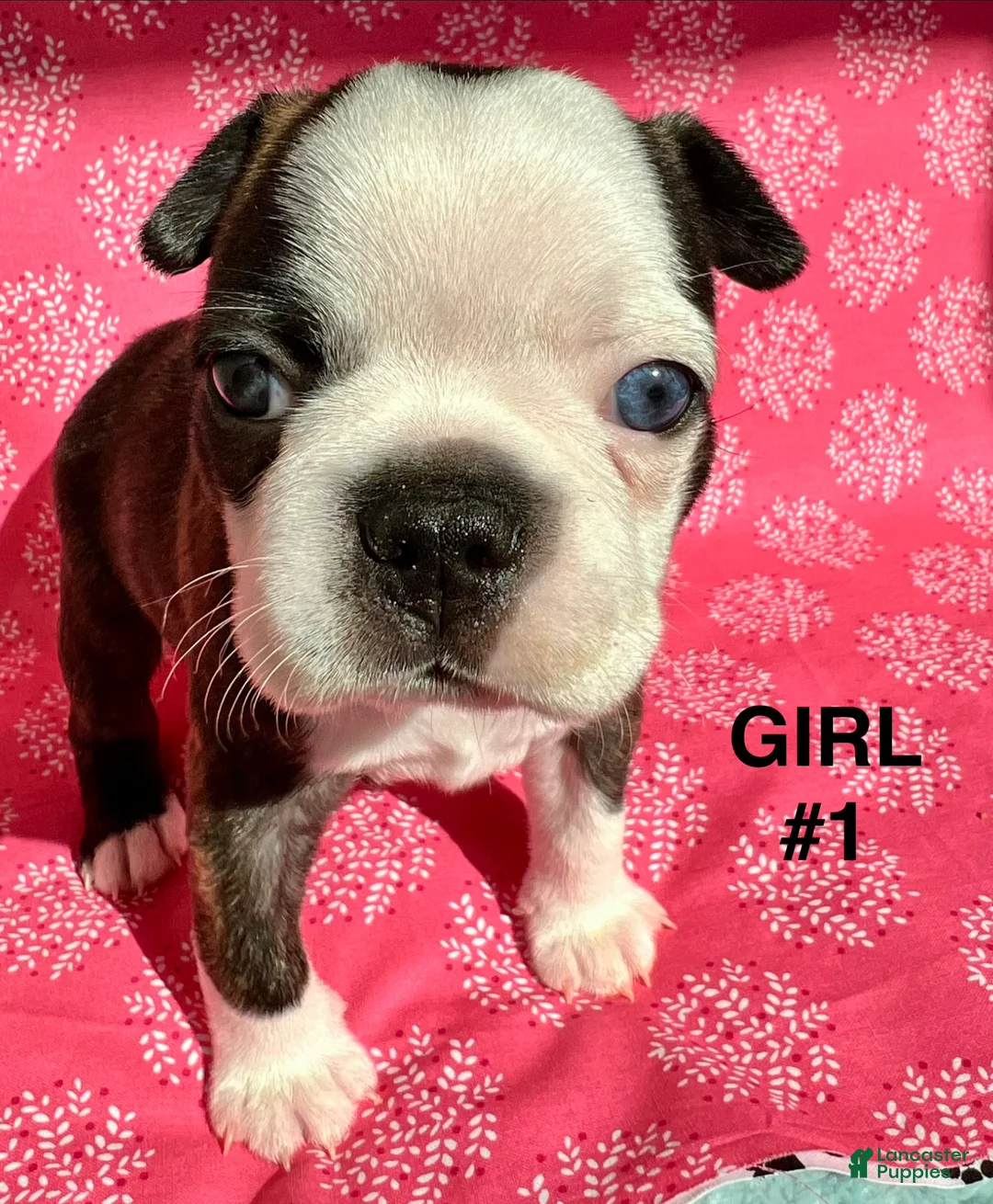 Boston Terrier dogs for sale: Boston Terrier Puppy 3 - Ad 1
