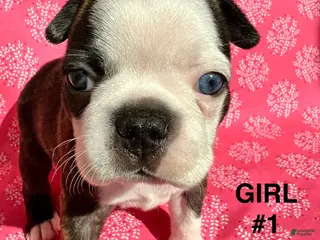 Boston Terrier dogs for sale: Boston Terrier Puppy 3 - Ad 1