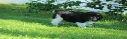 Newfoundland dogs for sale: Ted - Ad 4