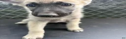 Mixed Breed dogs for sale: Mixed Breed 6 - Ad 3
