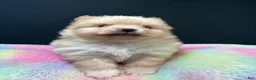 Pomeranian dogs for sale: Pomeranian Puppy 2 - Ad 5