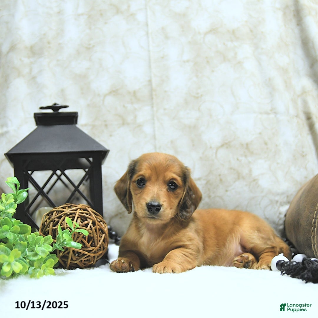 Miniature Dachshund dogs for sale: Asher - Ad 16
