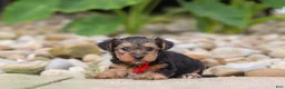 Yorkiepoo dogs for sale: Baklava - Ad 5