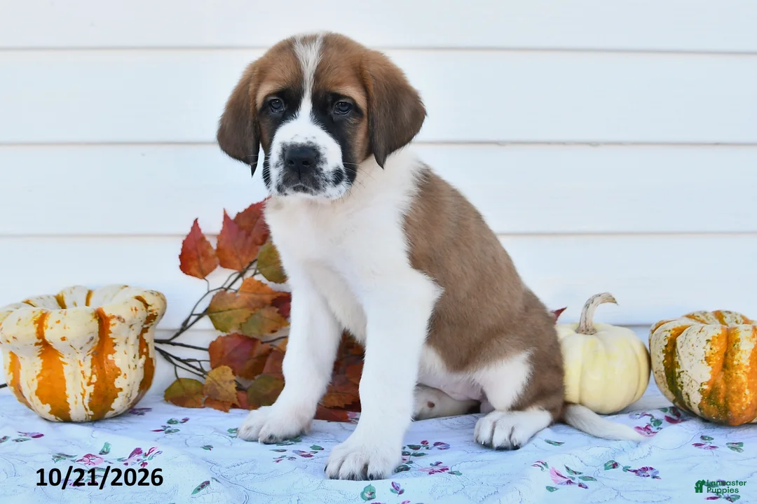 Saint Bernard dogs for sale: Willow - Ad 2