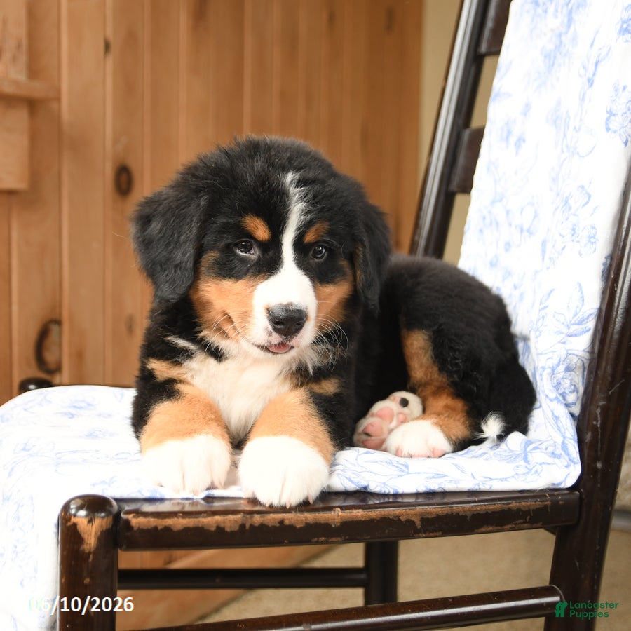 Bernese Mountain Dog dogs Ginger - Ad 2