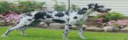 Great Dane dogs for sale: Brielle Great Dane  - Ad 7