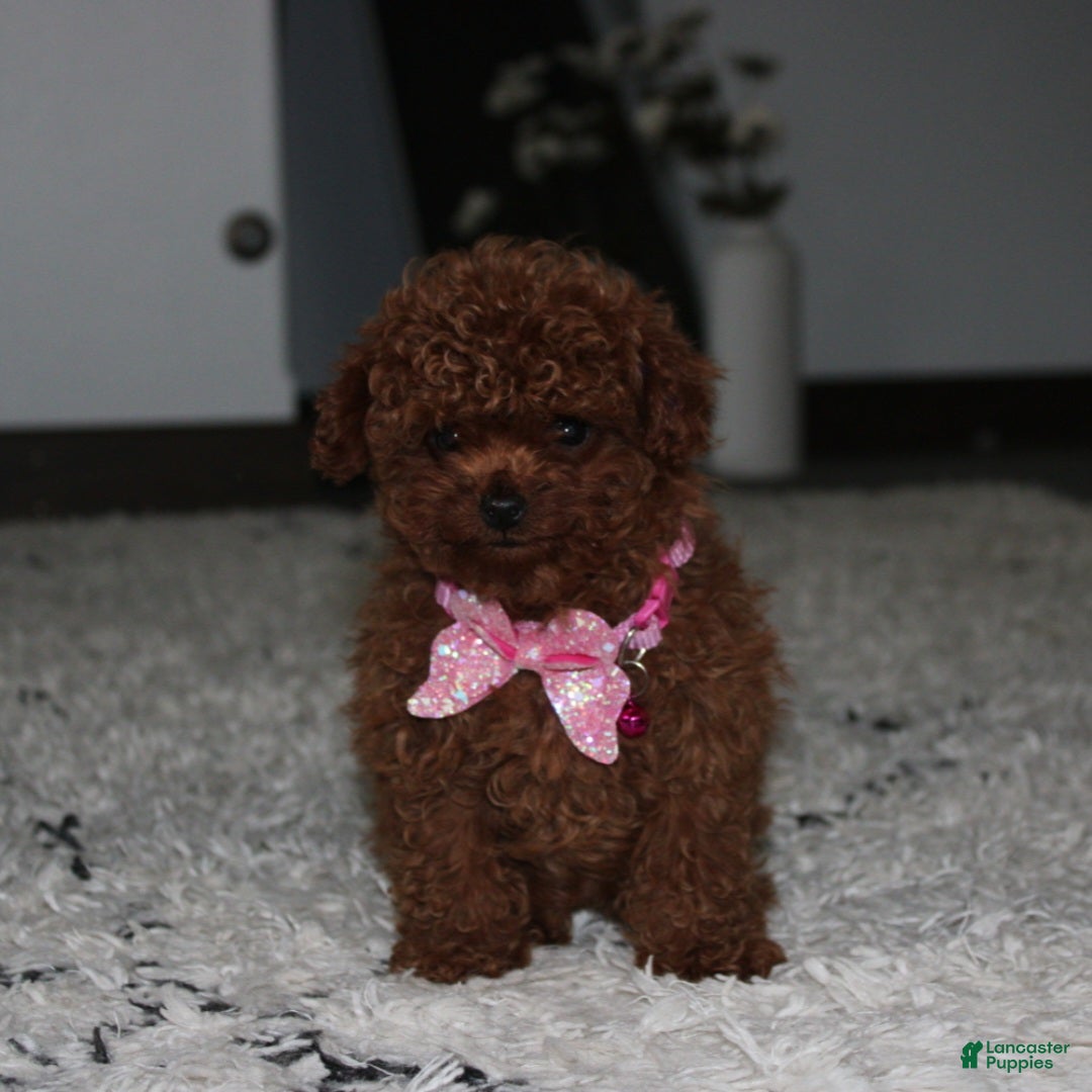 Toy Poodle dogs Bella - Ad 12