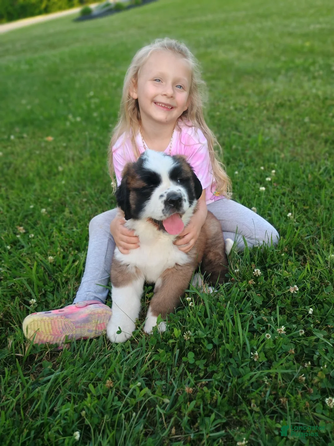 Saint Bernard dogs for sale: Saint Bernard 1 - Ad 5