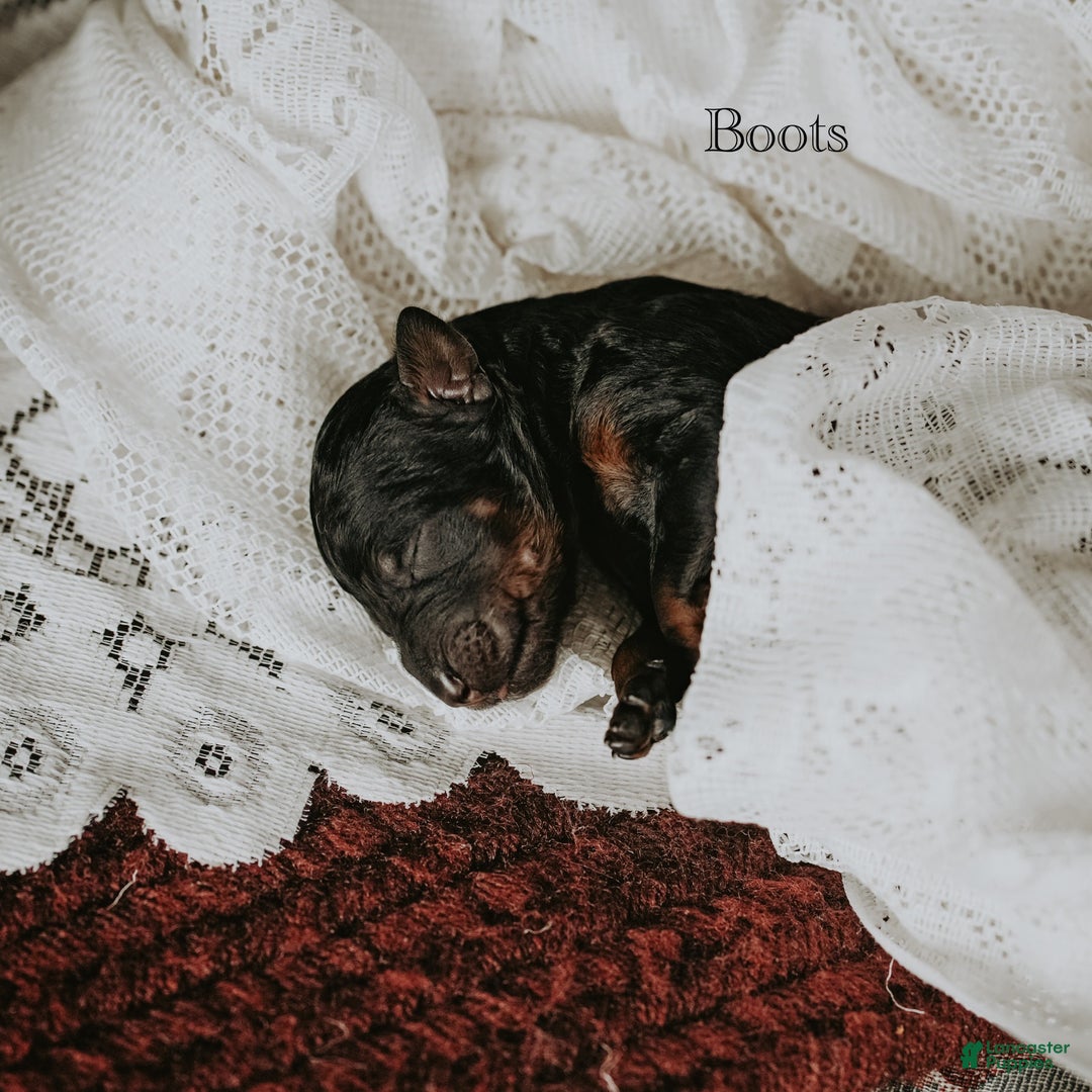 Standard Poodle dogs for sale: Boots - Ad 3