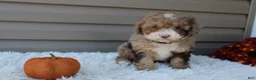 Cavapoo dogs for sale: Racer - Ad 7