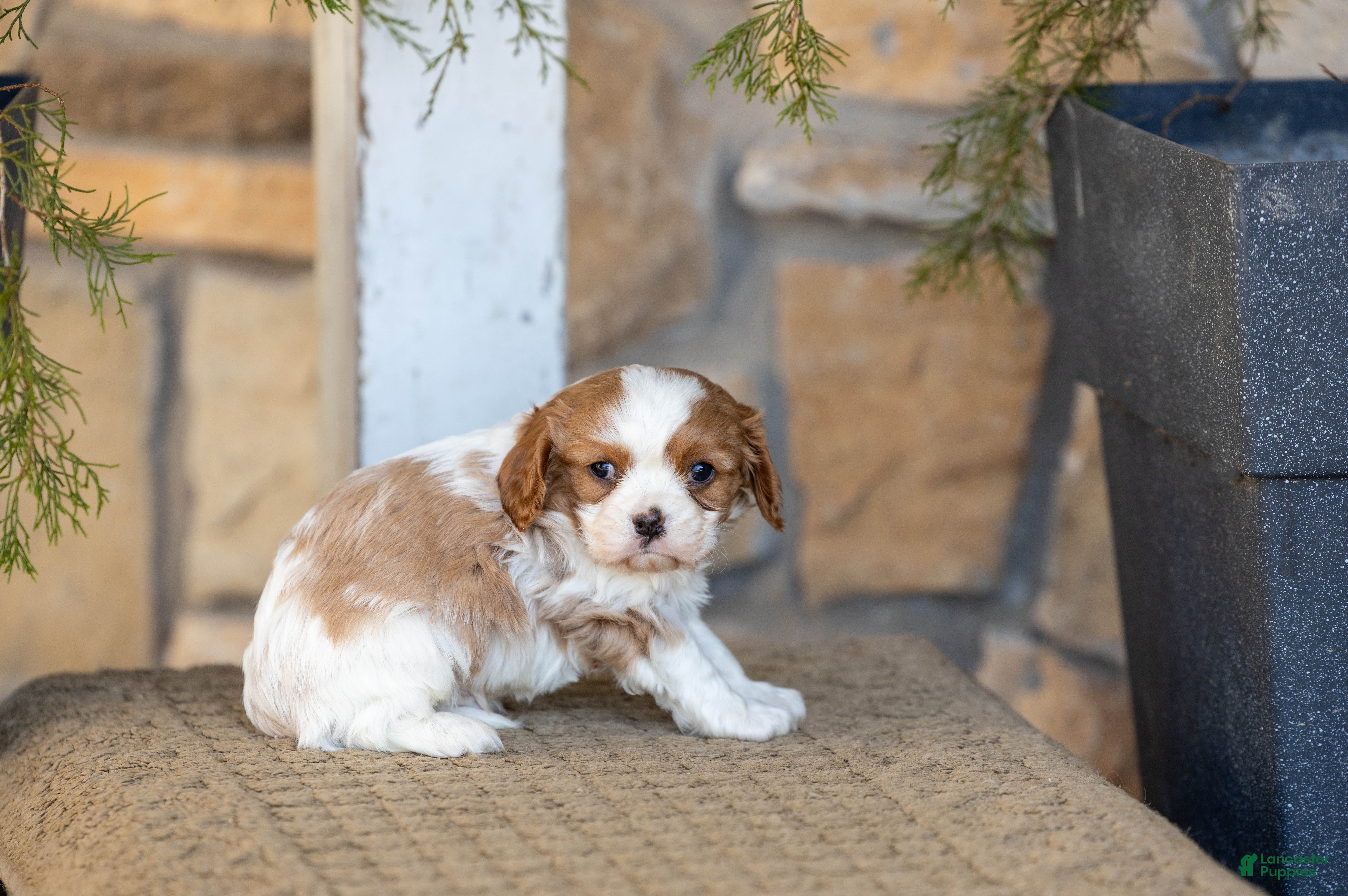 Cavalier King Charles Spaniel dogs AKC Wyatt - Ad 36