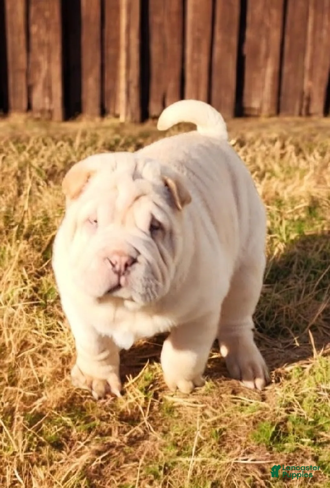 Shar Pei dogs for sale: Flurries mini  - Ad 18