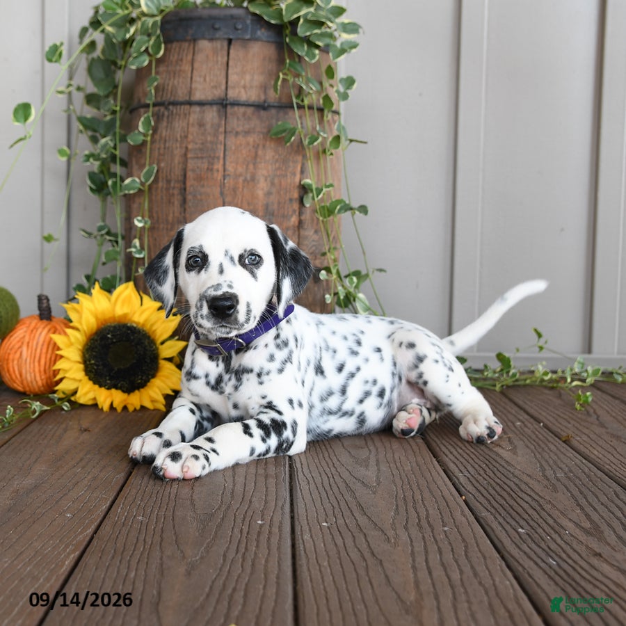 Dalmatian dogs Lilac - Ad 2